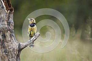 Crested Barbet in Kruger National park, South Africa