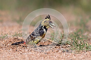 Crested Barbet in Kruger National Park- South Africa