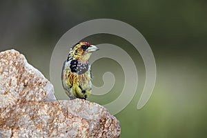 Crested Barbet in Kruger National park, South Africa