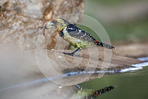 Crested Barbet in Kruger National park, South Africa