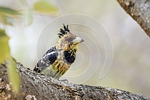 Crested Barbet in Kruger National park, South Africa