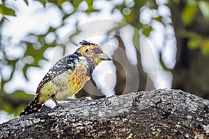 Crested Barbet in Kruger National park, South Africa