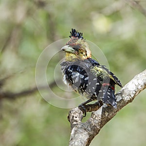 Crested Barbet in Kruger National park, South Africa