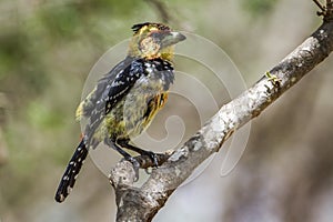 Crested Barbet in Kruger National park, South Africa