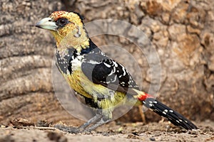 Crested Barbet - Okavango Delta - Moremi N.P. photo