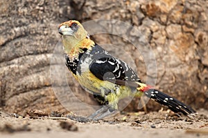 Crested Barbet - Okavango Delta - Moremi N.P. photo