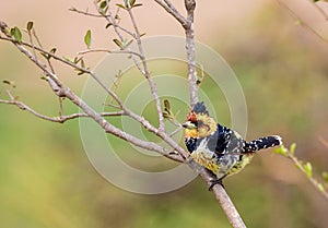 Crested Barbet perched