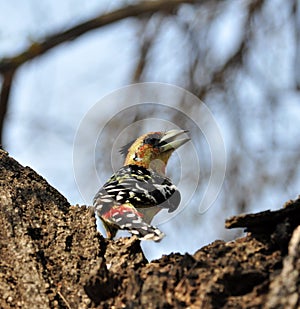 Crested Barbet (Trachyphonus vaillantii) photo