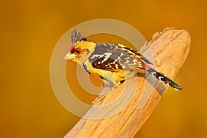 Crested Barbet, Trachyphonus vaillantii, Chobe National Park, Botswana. Wildlife scene from nature. Bird on the tree branch. Yello