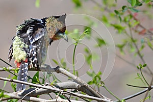 Crested Barbet (Trachyphonus vaillantii) photo