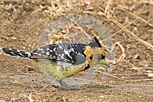 Crested Barbet (Trachyphonus vaillantii) photo