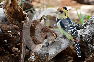 Crested Barbet {Trachyphonus vaillantii} photo