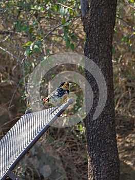 Crested barbet, Trachyphonus vaillantii, Madikwe Game Reserve, South Africa photo