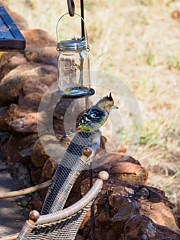 Crested barbet, Trachyphonus vaillantii, Madikwe Game Reserve, South Africa photo