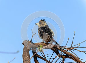 A crested barbet Trachyphonus vaillantii perched on a tree branch in South Africa, showcasing its unique photo