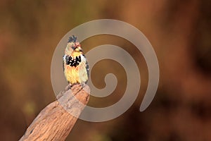 The crested barbet Trachyphonus vaillantii sitting on the branch with golden yellow background. Bird in the morning light