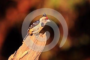 The crested barbet ,Trachyphonus vaillantii, sitting on the branch with golden yellow background. Yellow bird in the morning light