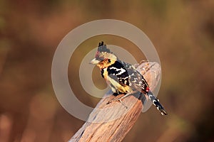 The crested barbet Trachyphonus vaillantii sitting on a dry branch. A colorful mighty songbird with a tuft with a very colorful photo