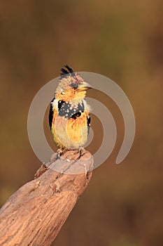 The crested barbet Trachyphonus vaillantii sitting on a dry branch. A colorful mighty songbird with a tuft with a very colorful photo