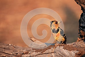 The crested barbet Trachyphonus vaillantii sitting on a dry branch at sunrise photo