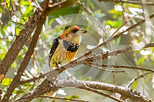 Crested Barbet (Trachyphonus vaillantii), taken in South Africa photo