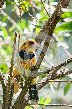 Crested Barbet (Trachyphonus vaillantii), taken in South Africa photo