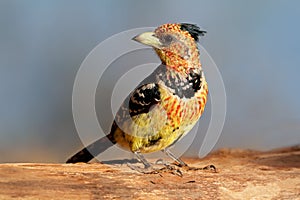 Crested barbet on tree branch