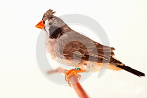 Crested bird on branch