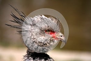 Crested bird Chauna torquata