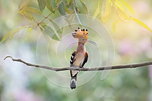 Crested bird perching alone.