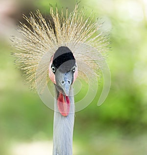 Crested bird. portrait