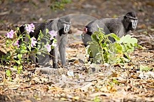 Crested black macacue, Macaca nigra, on the river bank, Tan