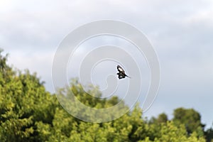 The crested black tyrant bird in flight photo