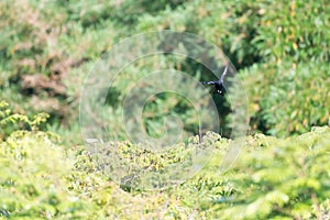 The crested black tyrant bird in flight photo