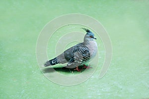 The crested bronze-winged pigeon Latin: Ocyphaps lophotes is blue in color with a beautiful crest on a green background. Birds