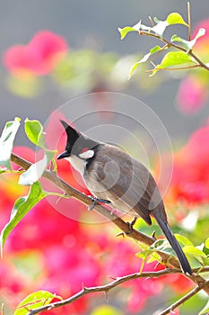 Crested Bulbul