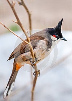 Crested bunting