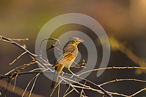 Crested bunting, Emberiza lathami. Female, Ranthambhore Tiger Reserve, Rajasthan state of India