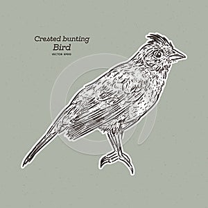 The crested bunting Emberiza lathami is a species of bird in the family Emberizidae, hand draw sketch vector photo