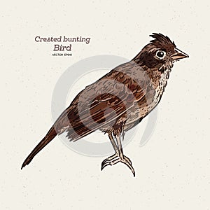 The crested bunting Emberiza lathami is a species of bird in the family Emberizidae, hand draw sketch vector