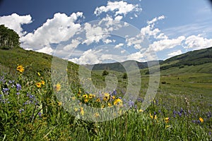 Crested Butte, CO Wildflower Festival photo