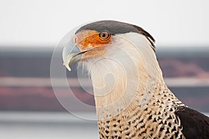 Crested Caracara