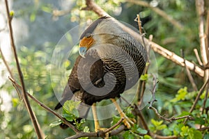 Crested caracara