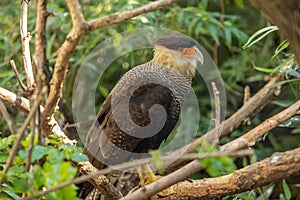 Crested caracara