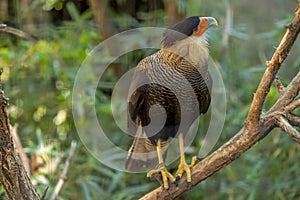 Crested caracara