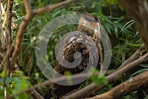 Crested caracara