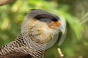 Crested caracara