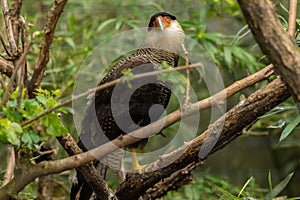 Crested caracara