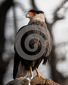 Crested caracara bird & x28;Caracara plancus& x29; looking aside while perched on a rock