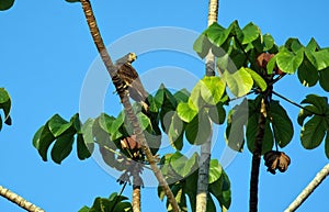 Crested Caracara bird in Costa Rica